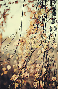 黄叶枯黄的秋天桦树长枝图片