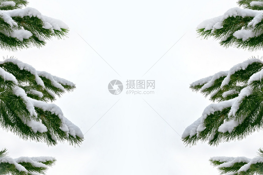 寒冷的森林冬天的风景雪覆盖着树木图片