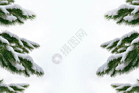 寒冷的森林冬天的风景雪覆盖着树木图片