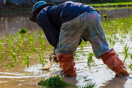 泰国农民在稻田农场稻种和稻种图片