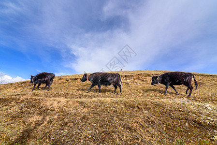 三头牛在山上行走图片