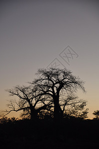 有猴面包树的非洲之夜图片