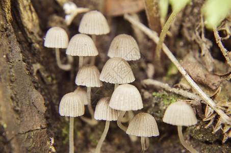 生长在树特写镜头上的微小的野生白蘑菇图片