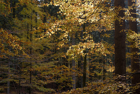 秋天的森林树木秋图片