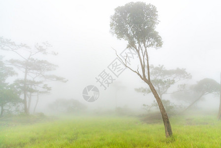 冬季雨林被晨雾覆盖图片