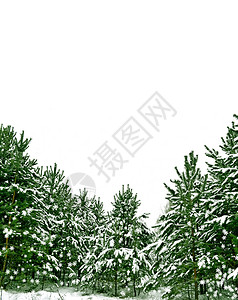 雪覆盖了树木白色背景图片