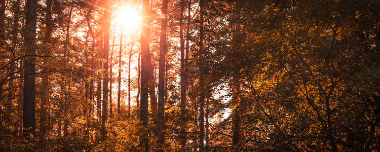秋季的森林景观图片