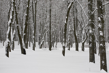 公园的冬季风景雪图片