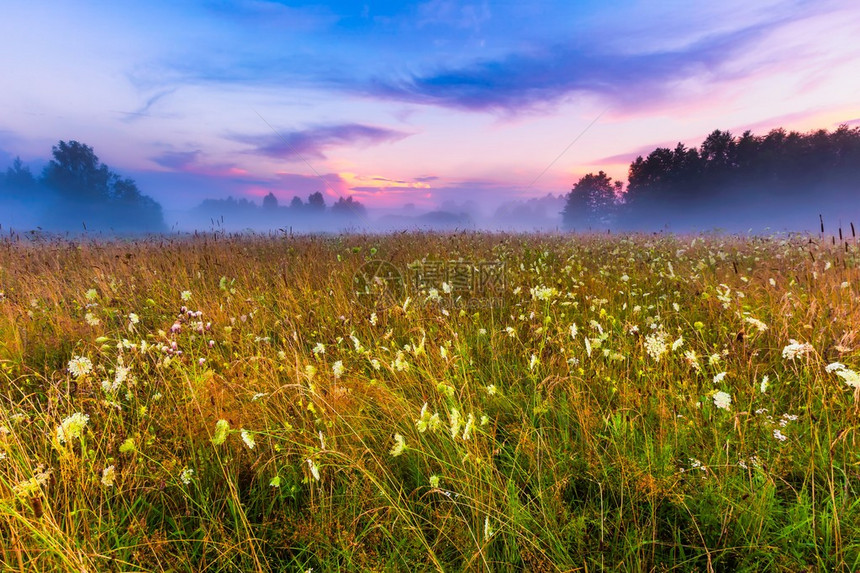 野生有雾的草甸景观日落或日出天空和雾下的夏季草原图片