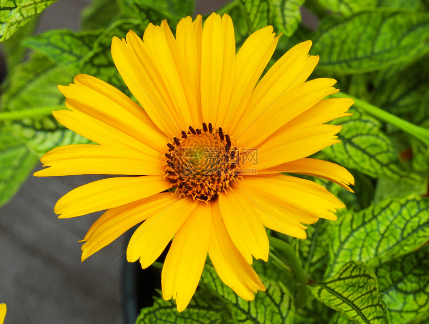黄色Heliopsishelianthoides花的特写图片