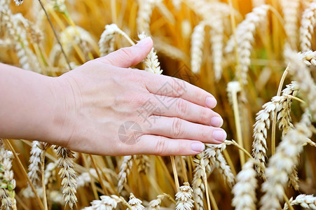 妇女手通过小麦触摸小麦图片
