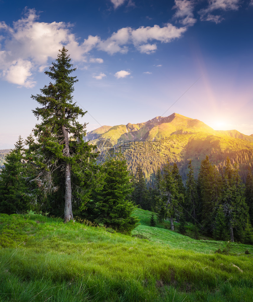 松树林附近山坡上的云杉树在山的夏天风景太阳越过山脊晨光卡帕提图片