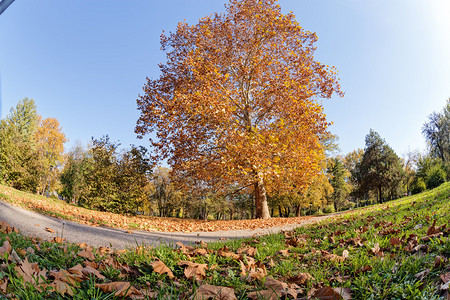 秋天初秋在公园里树图片