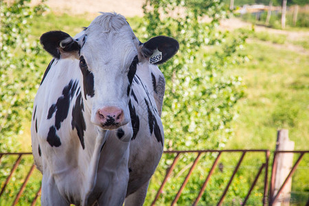 牧场肖像特写中的荷斯坦牛背景图片