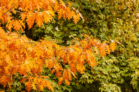 秋天在公园的早秋看树和图片