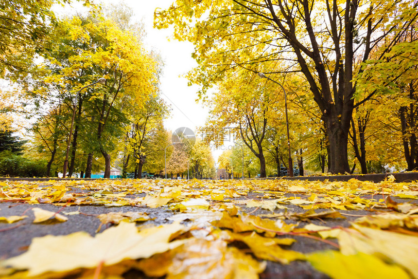 秋天公园里有黄叶和树的路图片