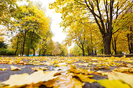 秋天公园里有黄叶和树的路图片