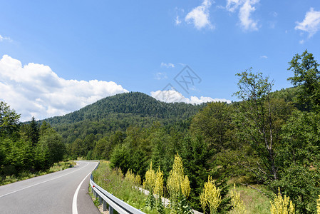 清晨在罗马尼亚的Brasov山上拍摄绿色森图片