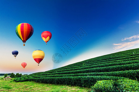 广东雁南飞茶田日落时在茶叶种植园风景上飞来去的多背景