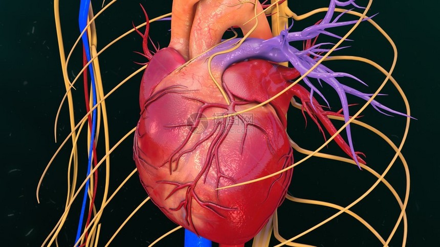 人体心脏解剖3d插图图片