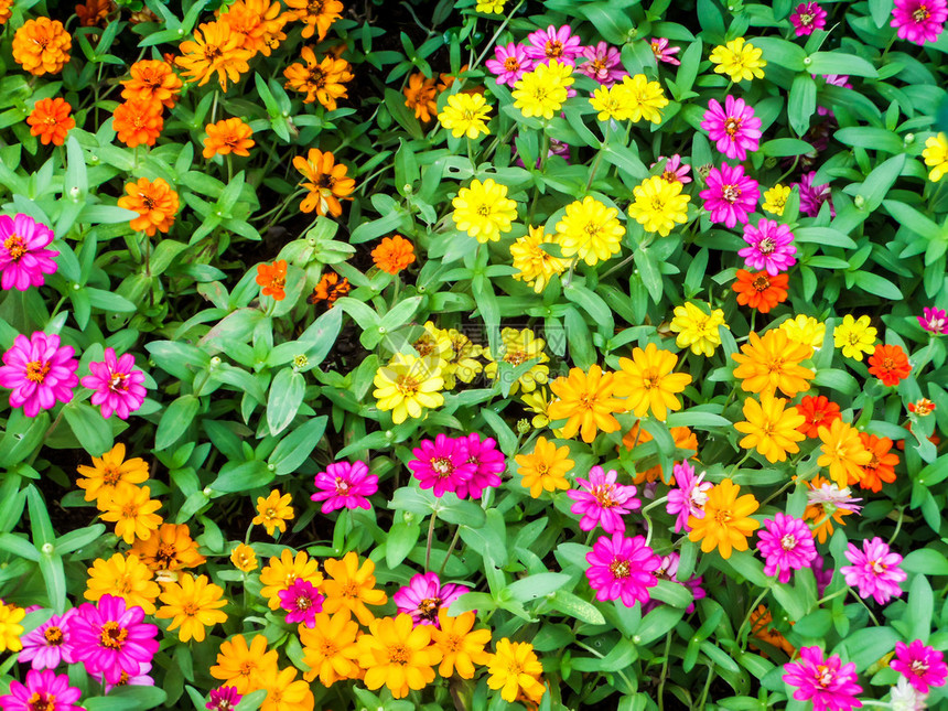 百日草花是您希望在花园中种植的最盛开的花朵之一最容易生图片