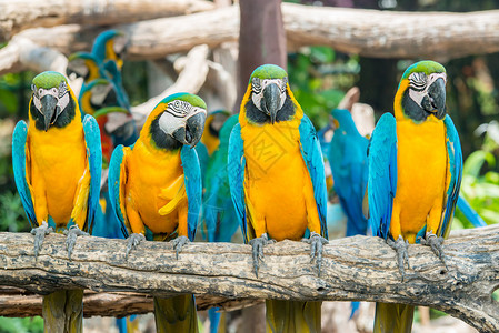 四只蓝色和黄色金刚鹦鹉鸟坐在木枝上森林里有多彩图片