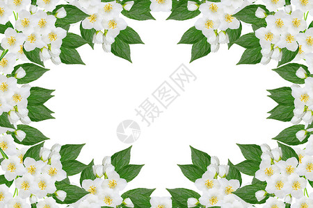 白色背景上孤立的茉莉花枝春天图片