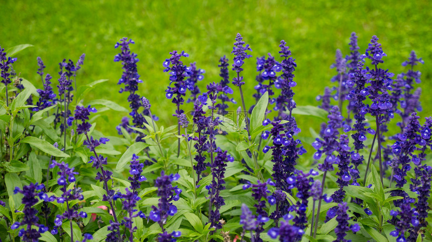 在绿色bakcground的蓝色和紫色飞燕草花图片