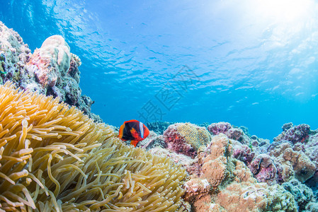 Anemone鱼生活在A图片