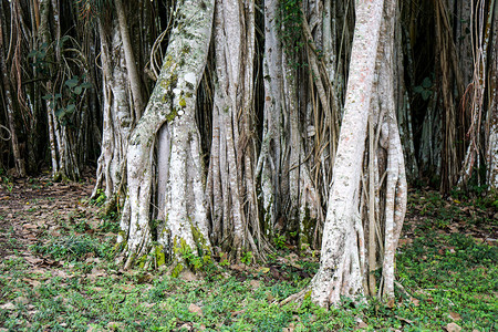 榕树生长在热带古巴图片