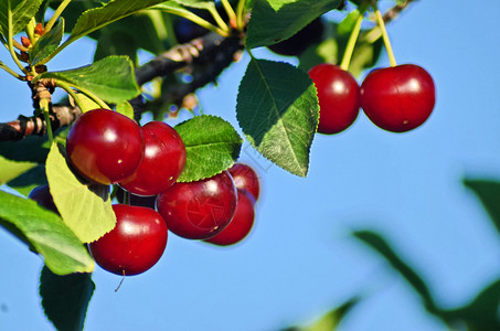 东欧种植的水果樱桃园图片