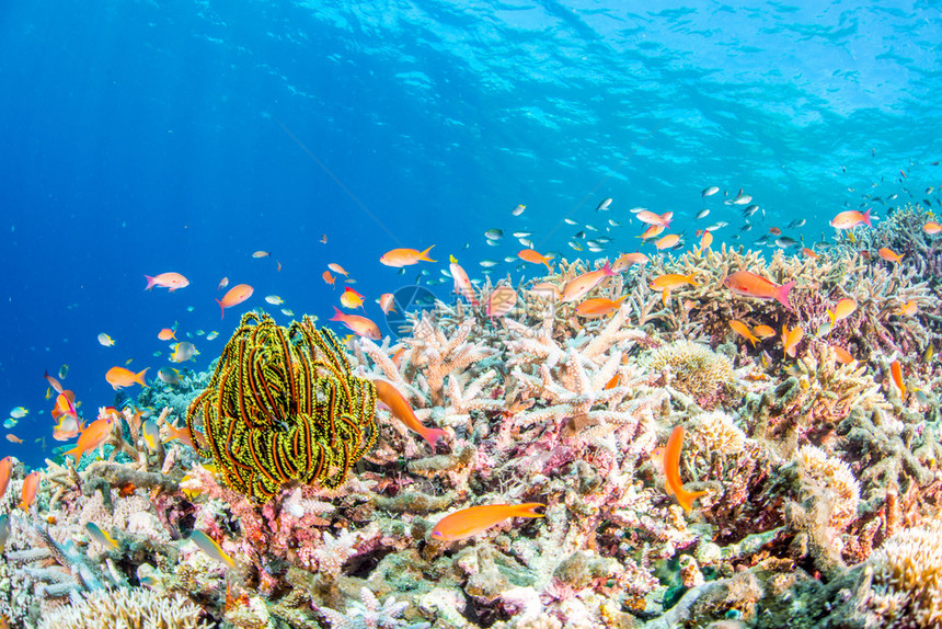 鱼在珊瑚礁中游泳图片