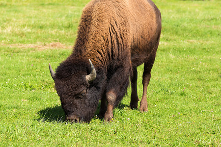 美洲野牛群Bisonbison图片