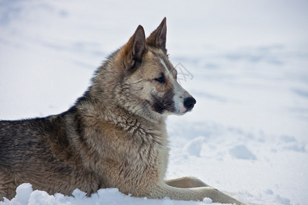 成年雌东西伯利亚雪橇犬躺在雪地上当地的西伯利亚猎犬莱卡俄罗斯堪察加背景图片
