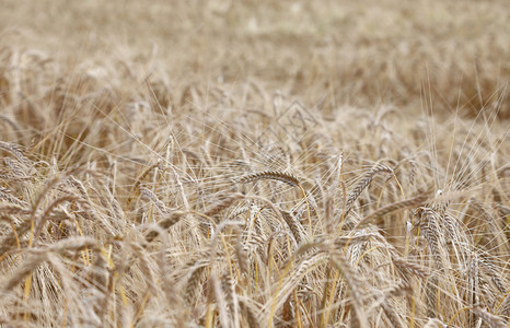 夏季大田中黄熟麦子耳朵的图片