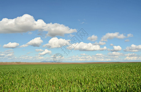 早春的麦田东欧的农业图片