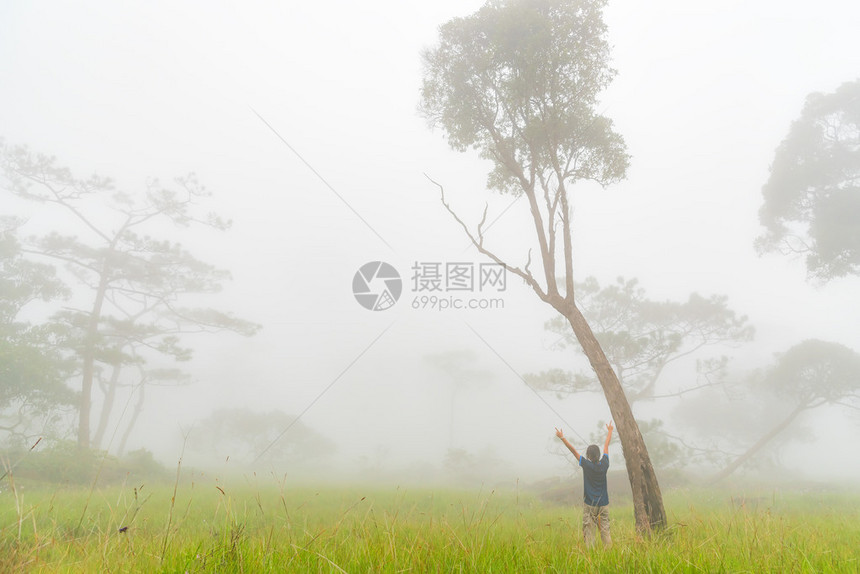 早上被雾笼罩的森林里女人为了放图片