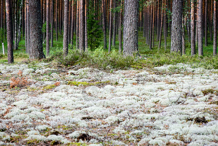 白色苔藓森林树木自然绿色木材阳光背景图片