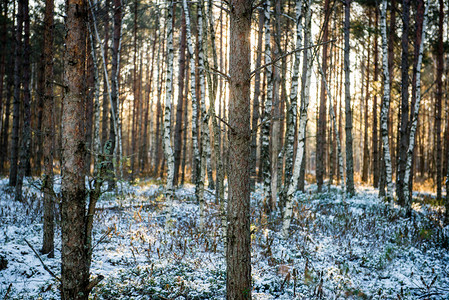 冬季森林树木天然的绿图片
