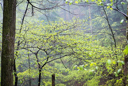 明水秋天的森林树大自然的图片