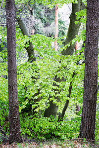 森林树木自然绿色木材阳光背景图片