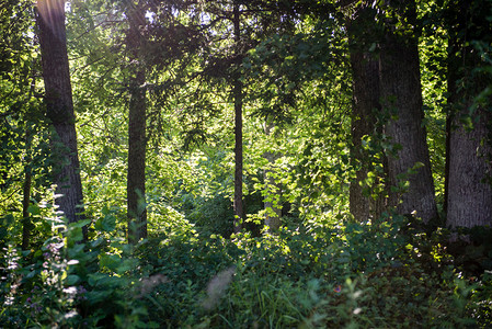 森林树木自然绿色木材阳光背景图片