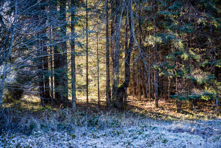 冬季森林树木天然的绿图片