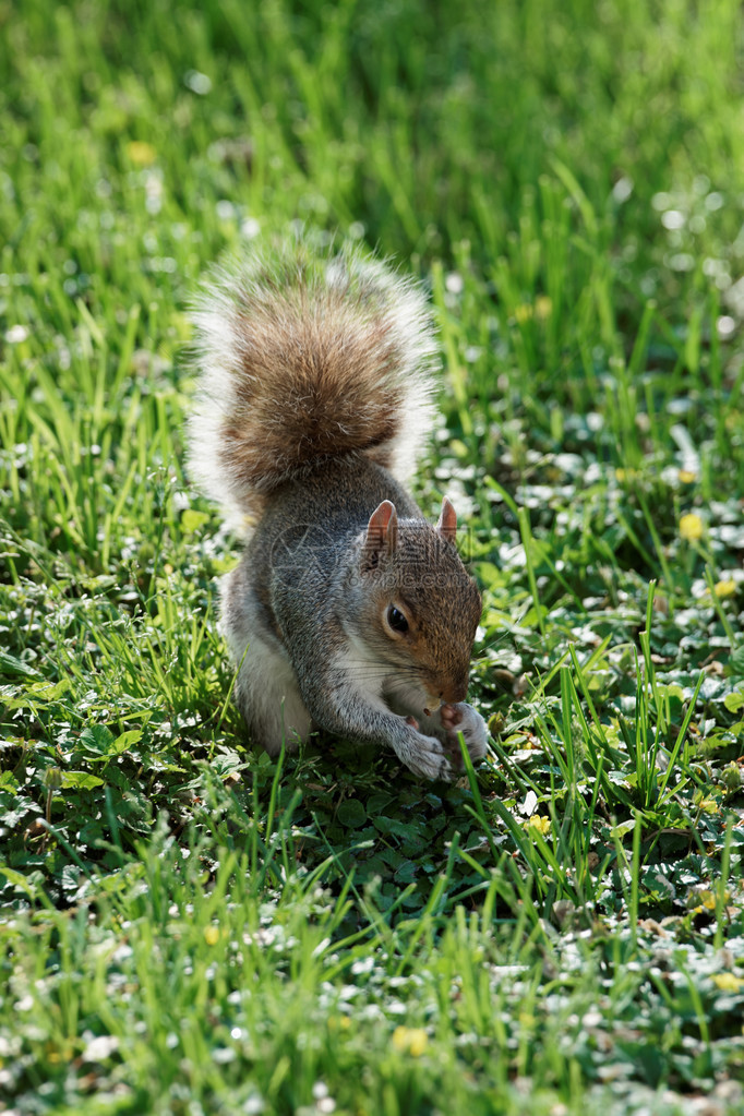 小松鼠在美国华盛顿特区广场附近的公园里奔跑图片