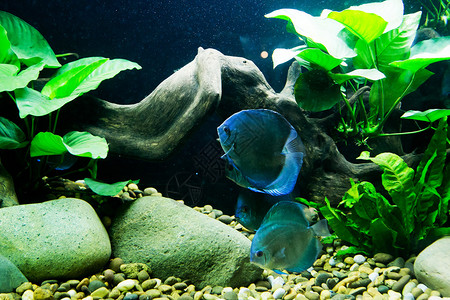 背景的蓝色水族馆鱼和水厂图片