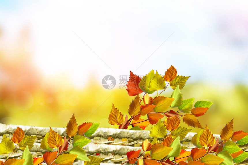 秋色风景美丽的叶子图片