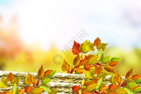 秋色风景美丽的叶子背景图片