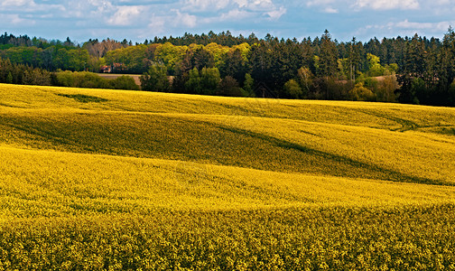 夏季乡村景观的曲线和条与油菜田和蓝天乡村景观春天的风景农村的黄色油菜田美丽的背景图片
