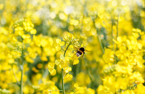 大黄蜂在油菜花上觅食图片