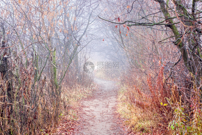 树林里秋天的雾路秋天的雾路图片
